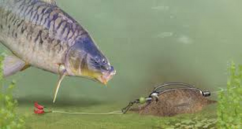 تصویر 3 از خوراک ماهی کپور + مناسب رشد و وزن‌ گیری سریع